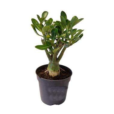 Adenium Obesum - Woestijnroos bloeiend - Pot 10,5cm - Hoogte 25-40cm product