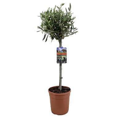 Olea Europaea - Winterharde olijfboom op stam - Pot 19cm - Hoogte 80-90cm product