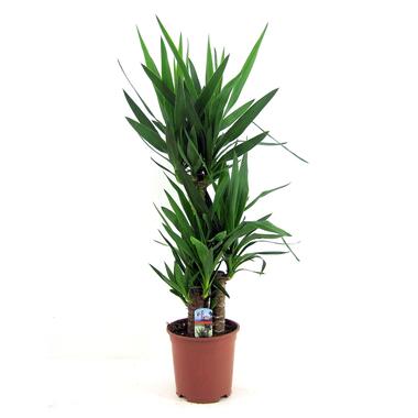 Palmlelie - Yucca elephantipes - Hoogte 70-80cm - ⌀21cm product