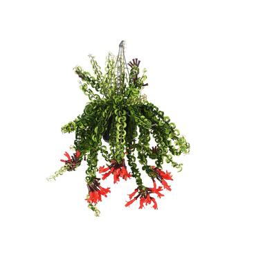 Aeschynantus Twister - Lippenstiftplant - Hangplant - Pot 15cm - Hoogte 20-30cm product
