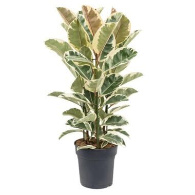 Ficus Elastica Tineke 'Rubberboom' - Kamerplant - Pot 24cm - Hoogte 75-100cm product