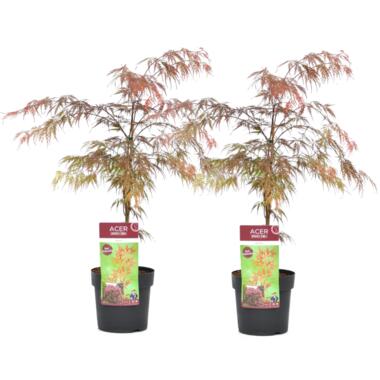 Japanse Esdoorn - Set van 2 - Acer palmatum 'Garnet' - Hoogte 60-70cm - ⌀19cm product