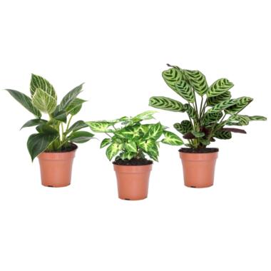 Thuismix - Set van 3 - Makkelijk te verzorgen - Pot 12cm - Hoogte 25-40cm product