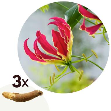Gloriosa Rothschildiana - Set van 3 - Bloembollen