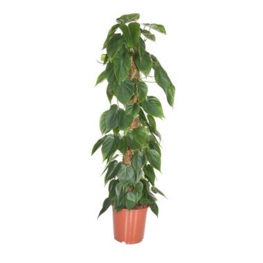 Philodendron 'Scandens' - XXL op mossstok - Pot 27cm - Hoogte 150-160cm product