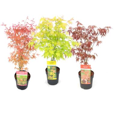 Acer palmatum - Set van 3 - Japanse Esdoorn - Pot 19cm - Hoogte 60-70cm product