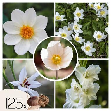 Witte Zomerpracht - Set van 125 - Anemone, Allium. Gladiolus, Dahlia product