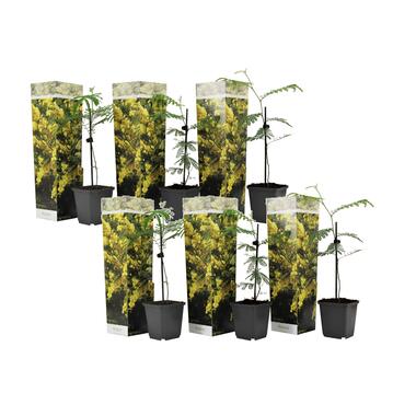 Acacia dealbata Mimosa - Set van 6 - Struik - Pot 9cm - Hoogte 25-40cm product