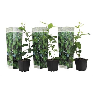 Limoenboom - Set van 3 - Citrus aurantifolia - Hoogte 25-40cm - ⌀9cm product