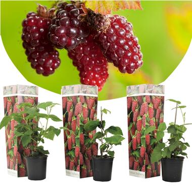 Rubus 'Tayberry' - Set van 3 - Tuinplant - Braamboos - Pot 9cm - Hoogte 25-40cm product