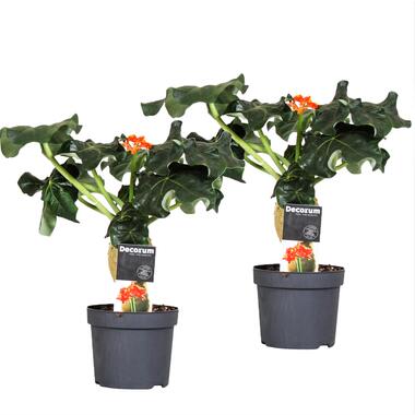 Jatropha Podagrica - Set van 2 - Tropische plant - Pot 13cm - Hoogte 25-45cm product