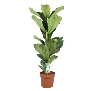 Vioolbladplant - Ficus Lyrata - Hoogte 70-90cm - ⌀21cm product