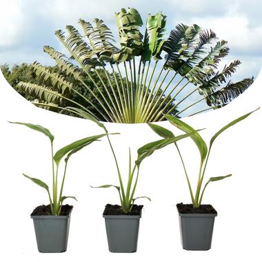 Reizigersboom - Set van 3 - Ravenala madagascariensis - Hoogte 25-40cm - ⌀9cm product