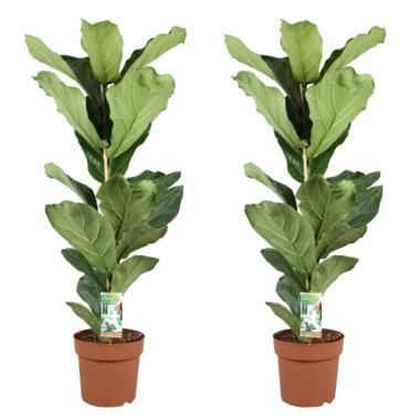 Ficus Lyrata - Set van 2 - Vioolbladplant - Pot 21cm - Hoogte 70-90cm product