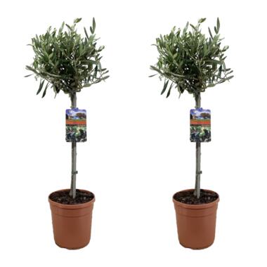 Olijfboom - Set van 2 - Olea europaea - Hoogte 80-90cm - ⌀19cm product