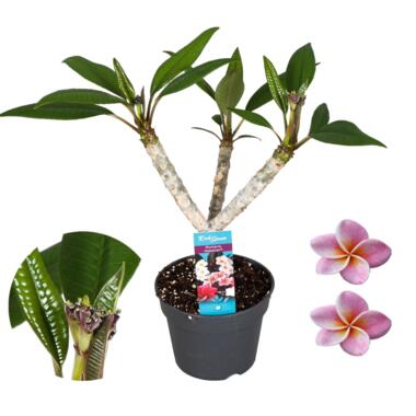 Plumeria Frangipani - Paars - Hawaii - Pot 17cm - Hoogte 55-70cm product