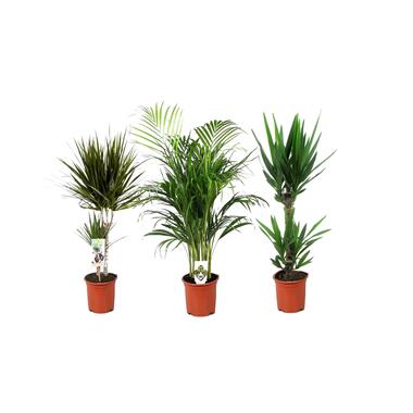 Binnenpalmen XL - Set van 3 - Palmen - Pot 17cm - Hoogte 70-90cm product