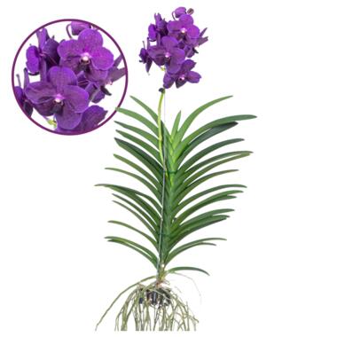 Vanda Velvet Blackberry - Bloeiende Orchidee - Hoogte 80-90cm product