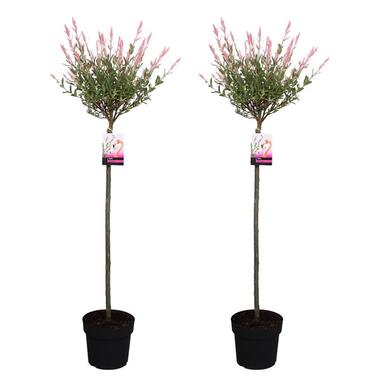 Salix Flamingo - Set van 2 - Bonte Wilg - Pot 19cm - Hoogte 90-110cm product