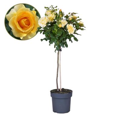 Rosa Palace 'Mysore’ - Gele stamroos - Pot 19cm - Hoogte 80-100cm product