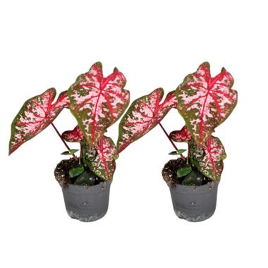 Engelenvleugels - Set van 2 - Caladium Carolyn Whorton - Hoogte 25-40cm - ⌀13cm product