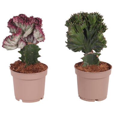 Euphorbia Lactea Cristata / Frankii - Mix van 2 - Pot 12cm - Hoogte 25-30cm product