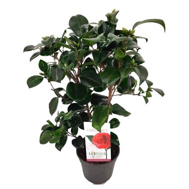 Camellia japonica 'Lady Campbell' - Roos - Pot 15cm - Hoogte 50-60cm product