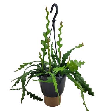 Epiphyllum Anguliger - Zaagcactus - Succulent - Pot 15cm - Hoogte 30-40cm product