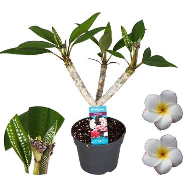 Plumeria Frangipani Paars - Hawaii - Pot 17cm - Hoogte 55-70cm product