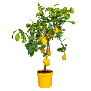 Citrus lemon - Citroenboom - Pot 21 - Hoogte 70-80 CM product
