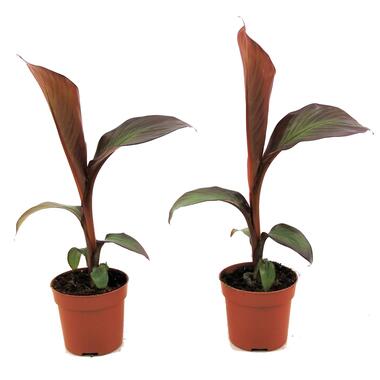 Musa Maurelli - Set van 2 - Bananenplanten - Pot 9cm - Hoogte 20-30cm product