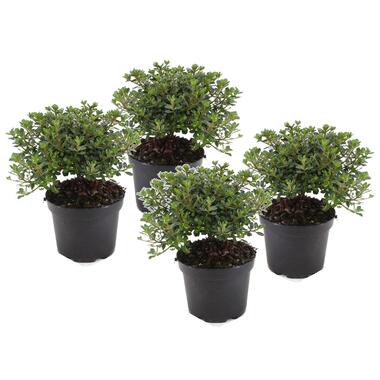 Rhododendron 'Azalea Anouk' - Set van 4 - Japans - Pot 17cm - Hoogte 25-40cm product