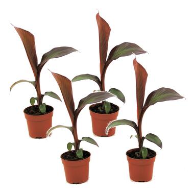 Musa ensete Maurelli - Set van 4 - Bananenplanten - Pot 9cm - Hoogte 20-30cm product