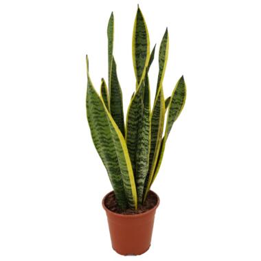 Sansevieria Laurentii - Makkelijke Kamerplant - Pot 14cm - Hoogte 40-50cm product