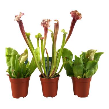 Sarracenia purpurea - Vleesetende plant - Set van 3 - Pot 5,5cm - Hoogte 10-15cm product