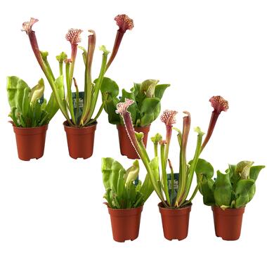 Sarracenia purpurea - Vleesetende plant - Set van 6 - Pot 5,5cm - Hoogte 10-15cm product