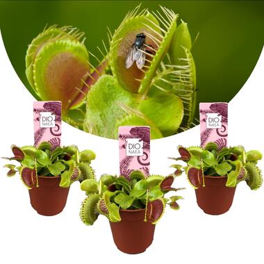 Venus vliegenvanger - Set van 3 - Dionaea muscipula - Hoogte 5-15cm - ⌀5,5cm product