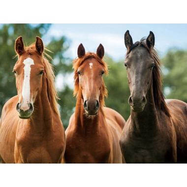 Cornelissen Placemat - drie paarden 3D - 30 x 40 cm product