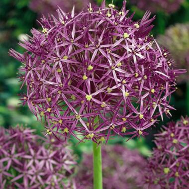 Allium Christophii x30 - Bloembollen - Sierui paars product