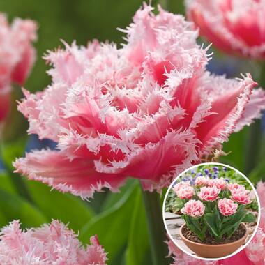 Tulipa Queensland - Bloembollen x10 - Tulp - Roze Wit product