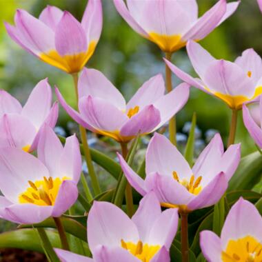 Tulipa bakeri Lilac Wonder - Tulpenbollen x100 - Bloembollen product