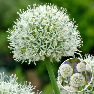 Allium Mount Everest - Bloembollen x3 - Allium - Wit product