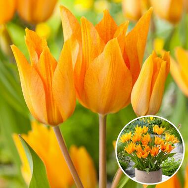 Tulipa praestans Shogun - Bloembollen x40 - Tulp - Oranje product