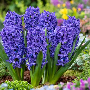 Hyacinthus Blue Trophy - 25x Winterharde Bloembollen Hyacinten - Vroegbloeiend product