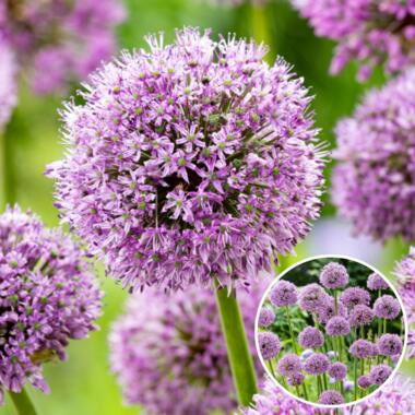 Allium Gladiator - Set van 16 - Sierui bloembollen - Reuzenbloeiende Sierui product