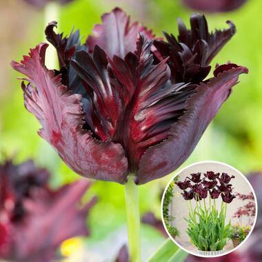 Tulipa Black Parrot - Bloembollen - Set van 14 - parkiettulp - paars product