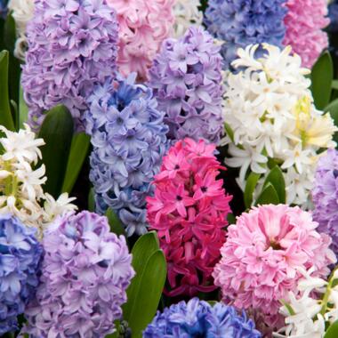 Hyacinthus Mix x10 - Hyacint - Winterharde bloembollen product