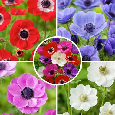 Anemone de Caen - Mix van 50 - Bloembollen winterhard - Tuin, pot of balkon product