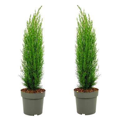 Cupressus sempervirens Totem - Set van 2 - Cipres - Pot 19cm - Hoogte 70-80cm product