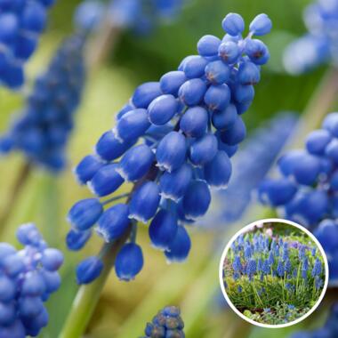 Muscari armeniacum - 100x Hyacinthbollen - Bloembollen- blauw druifje product